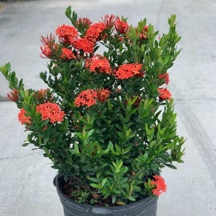 Ixora Red Taiwan Dwarf 3 gallon  ( Enjoy FREE delivery when you spend $50 or more on plants !