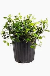 Asiatic Jasmine 1 gallon  ( Enjoy FREE delivery when you spend $50 or more on plants !