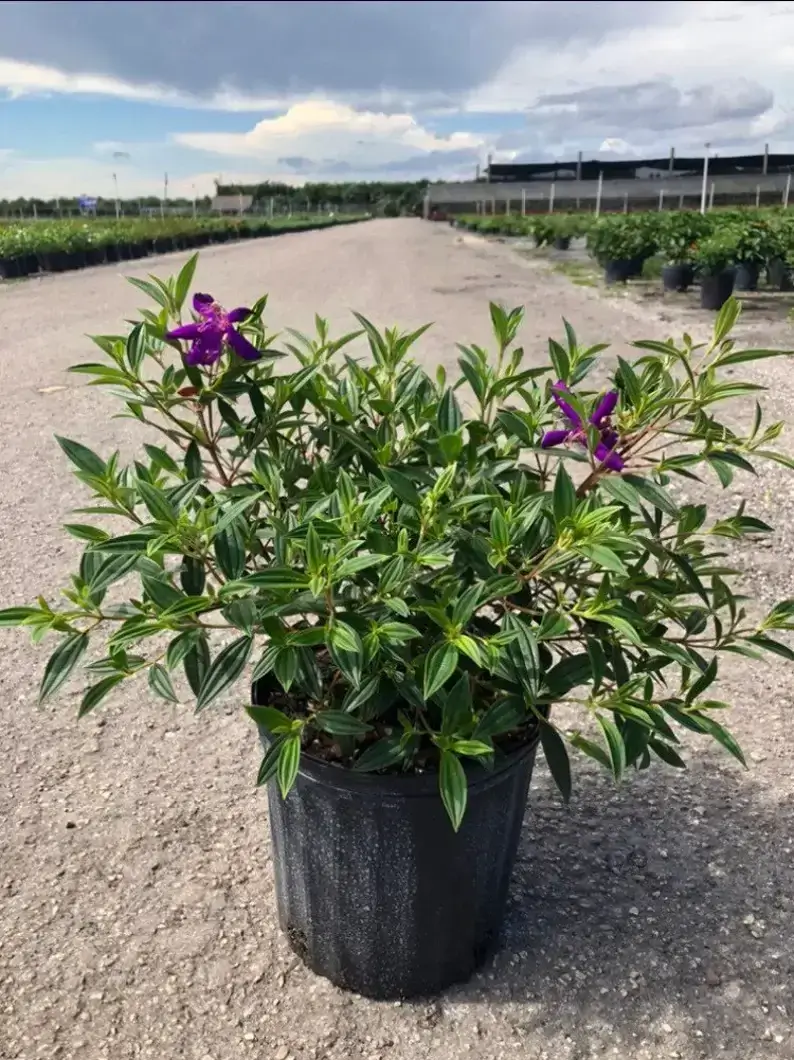 Tibouchina Dwarf Glory Bush Bush 3 gallon ( Enjoy FREE delivery when you spend $50 or more on plants !
