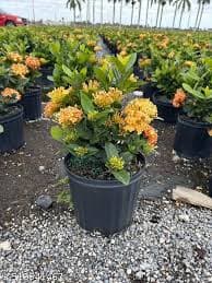 Yellow Ixora 3g   ( Enjoy FREE delivery when you spend $50 or more on plants !