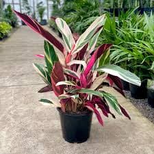 Stromanthe 3g  ( Enjoy FREE delivery when you spend $50 or more on plants !