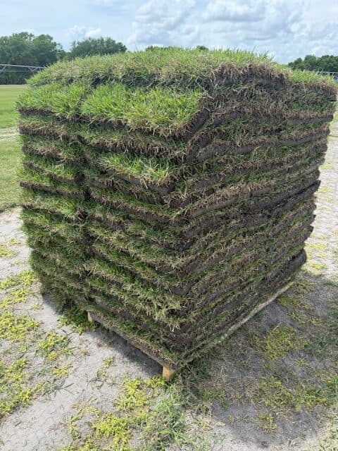 EMPIRE ZOYSIA DELIVERED (LIMITED TIME SPECIAL)  ONLINE ONLY