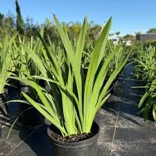 Apostle iris 3g ( Enjoy FREE delivery when you spend $50 or more on plants !