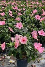 Hibiscus Seminole Pink 3g( Enjoy FREE delivery when you spend $50 or more on plants !