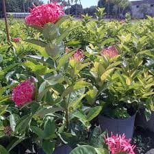 Ixora nora grant 3g( Enjoy FREE delivery when you spend $50 or more on plants !