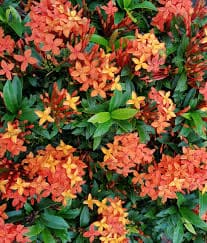 ixora orange 3g ( Enjoy FREE delivery when you spend $50 or more on plants !
