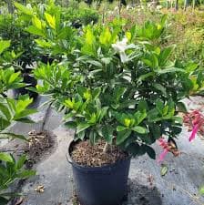 Miami Supreme Gardenia 3g ( Enjoy FREE delivery when you spend $50 or more on plants !