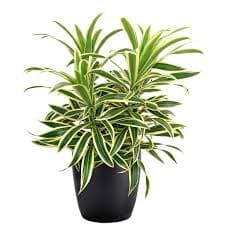 song of india 3g ( Enjoy FREE delivery when you spend $50 or more on plants !