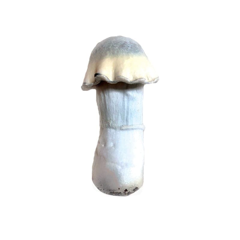 Ghost Mushroom Liquid Culture (10ml) - thumbnail 2