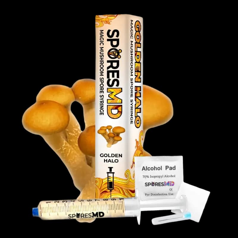 Golden Halo Mushroom Liquid Culture (10ml)