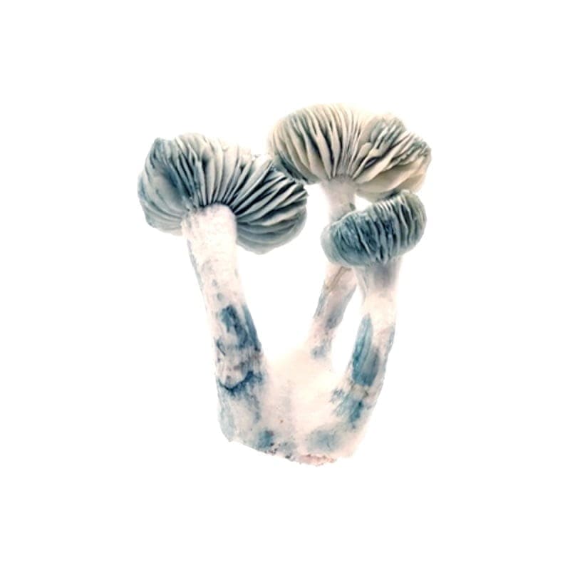 Jack Frost Mushroom Liquid Culture (10ml) - thumbnail 2