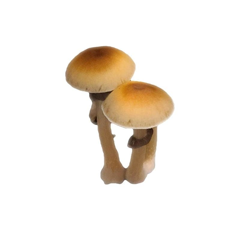 Mazatapec Mushroom Liquid Culture (10ml) - thumbnail 2