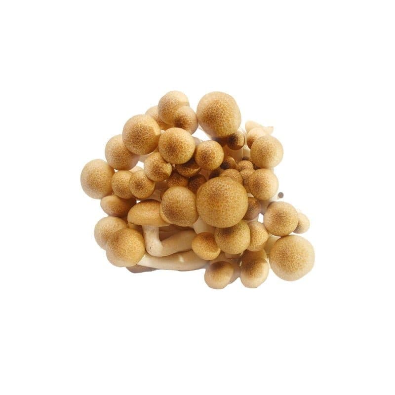 Orissa India Mushroom Liquid Culture (10ml) - thumbnail 2