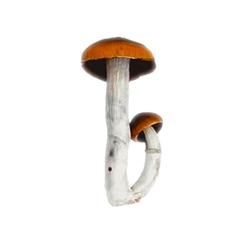 PF Classic Mushroom Liquid Culture (10ml) - thumbnail 2