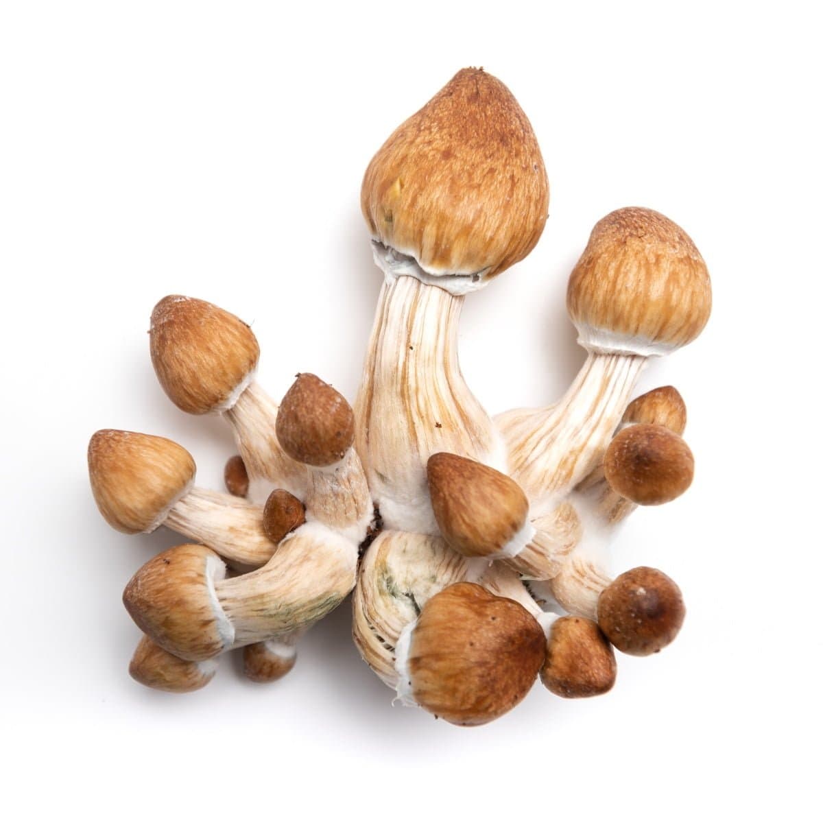Penis Envy Mushroom Liquid Culture (10ml) - thumbnail 2