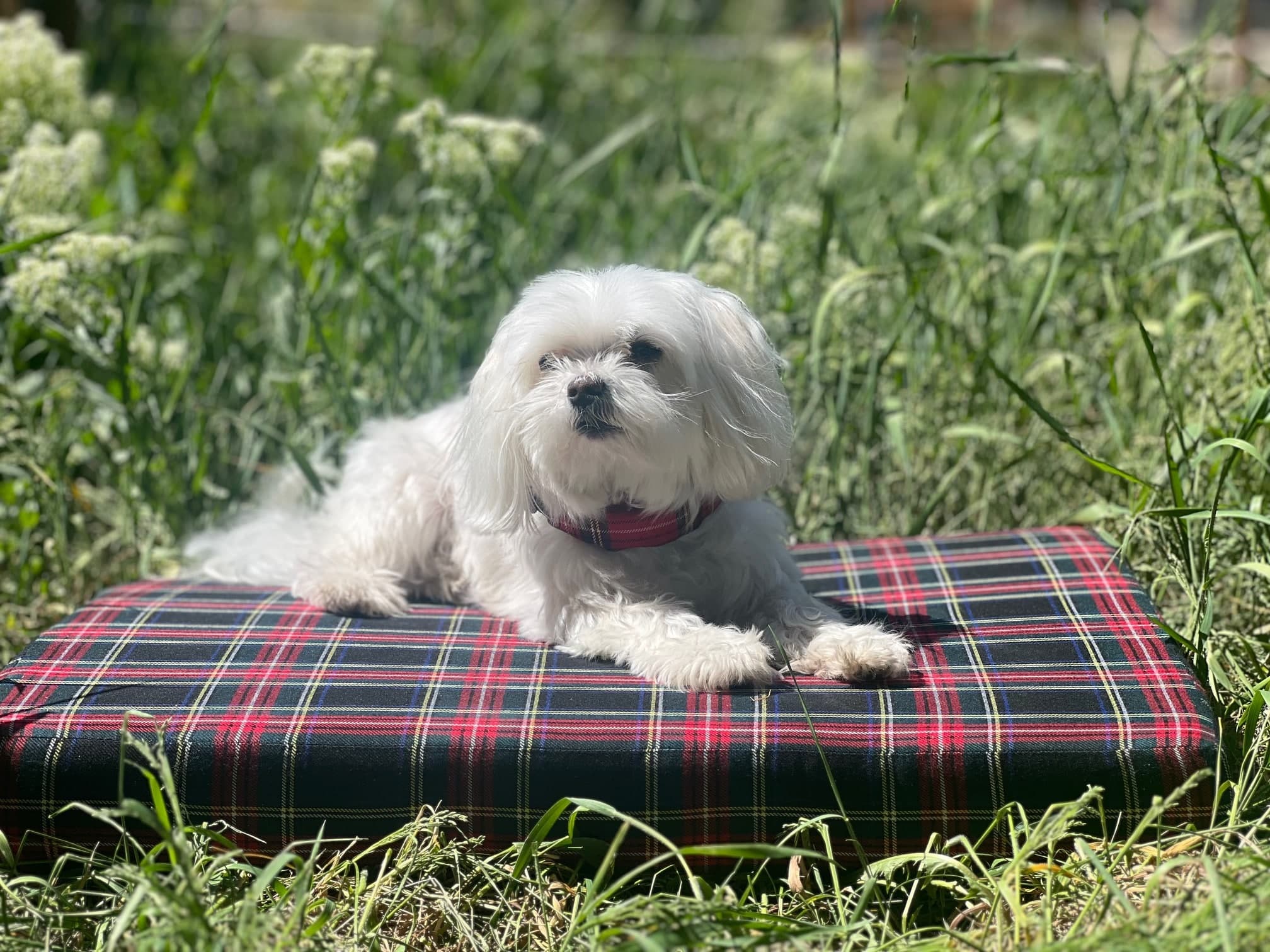 Tartan Pet Bed