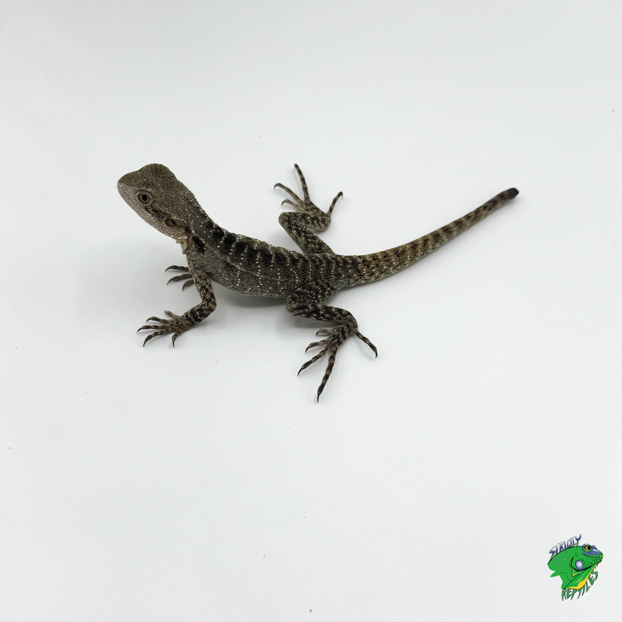 Australian Water Dragon – cb juvenile to subadult NIP TAIL