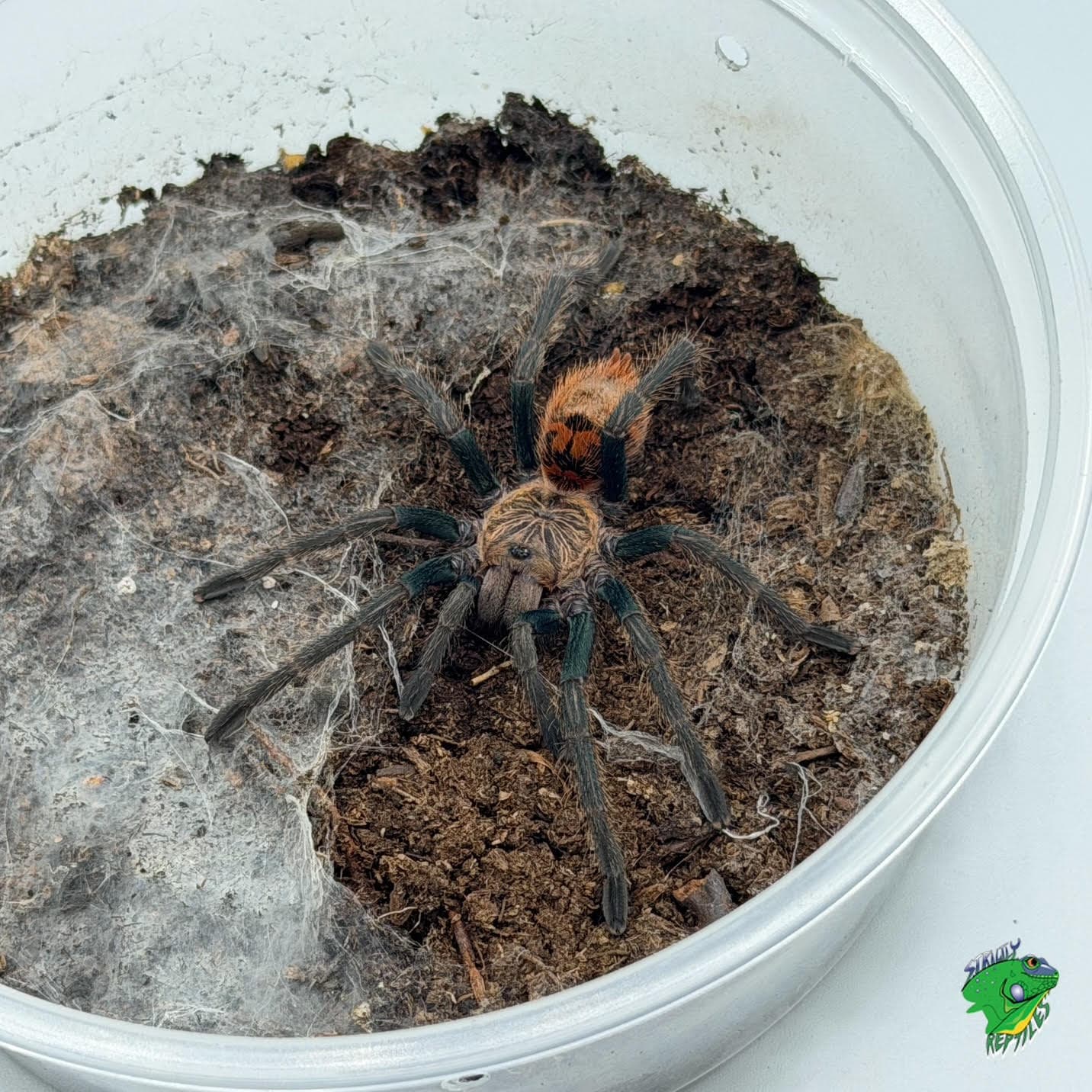 Green Bottle Blue Tarantula – 2 inch PAIR
