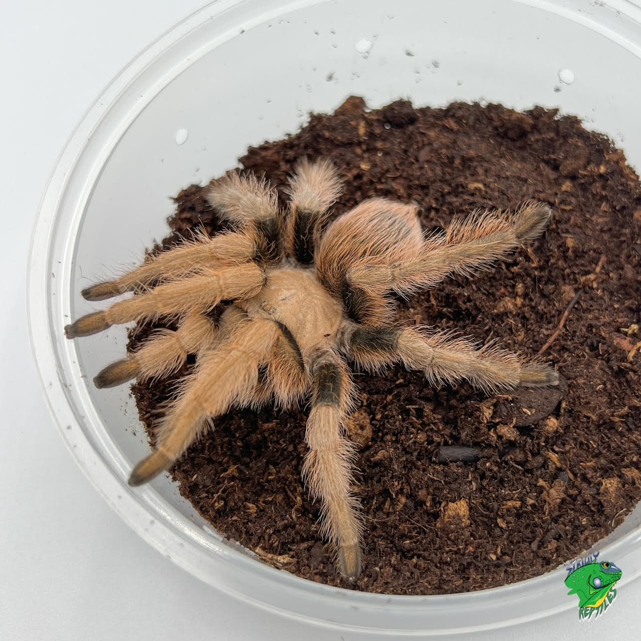 Arizona Blonde Tarantula – juvenile to adult TONTO BASIN