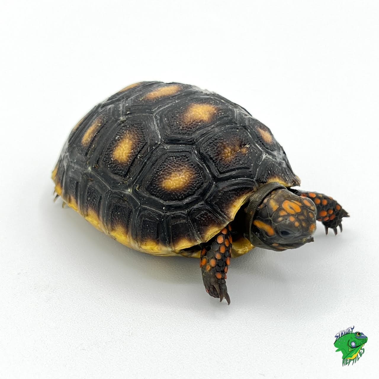 Red Foot Tortoise – cb big baby to 3 inch imperfect scute