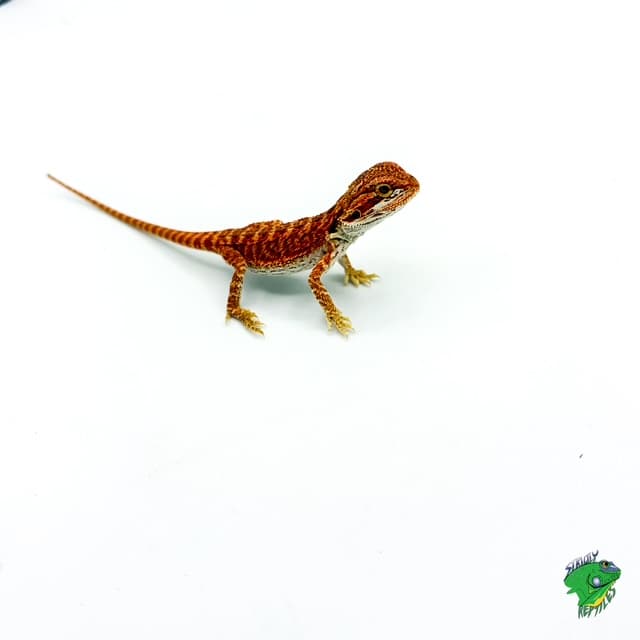 Red Bearded Dragon – cb 5 to 6 inch