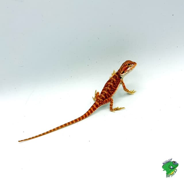 Red Bearded Dragon – cb 5 to 6 inch - thumbnail 2