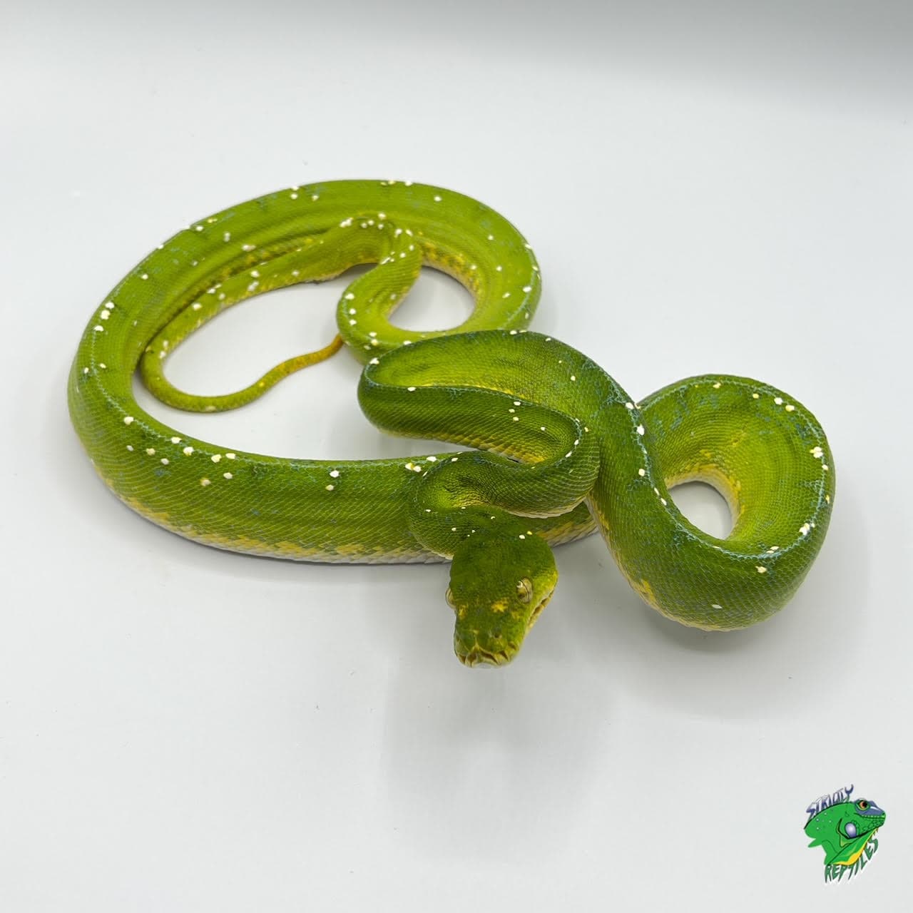 Green Tree Python –  adult MALE JAYAPURA