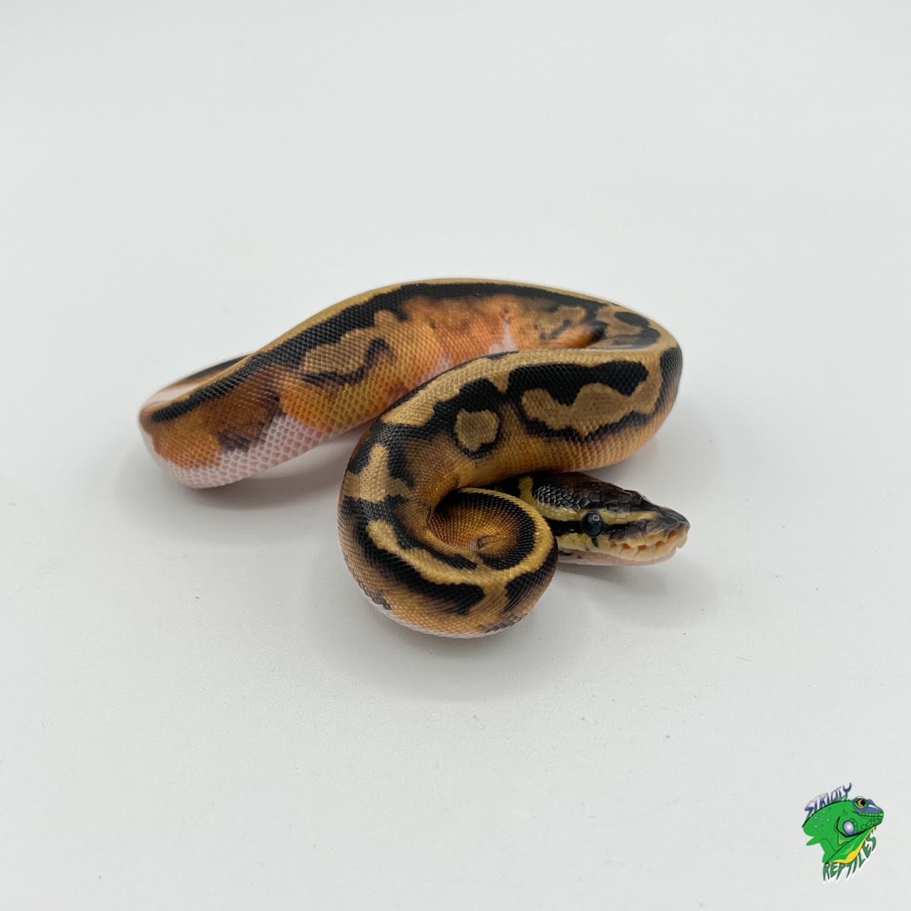 Piebald Low White Ball Python – baby