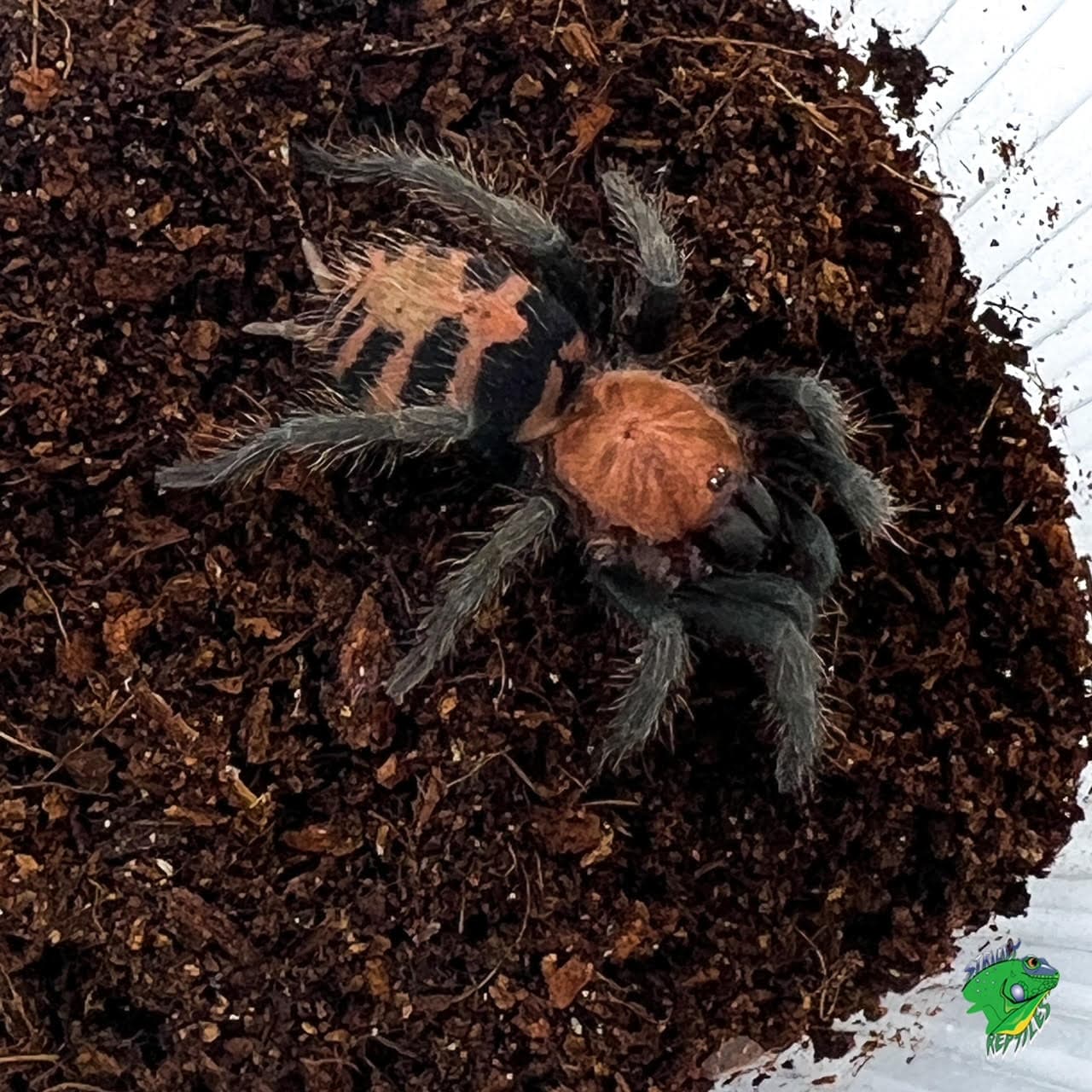 Guatemalan Tiger Rump Tarantula – 3 to 4 inch FEMALE