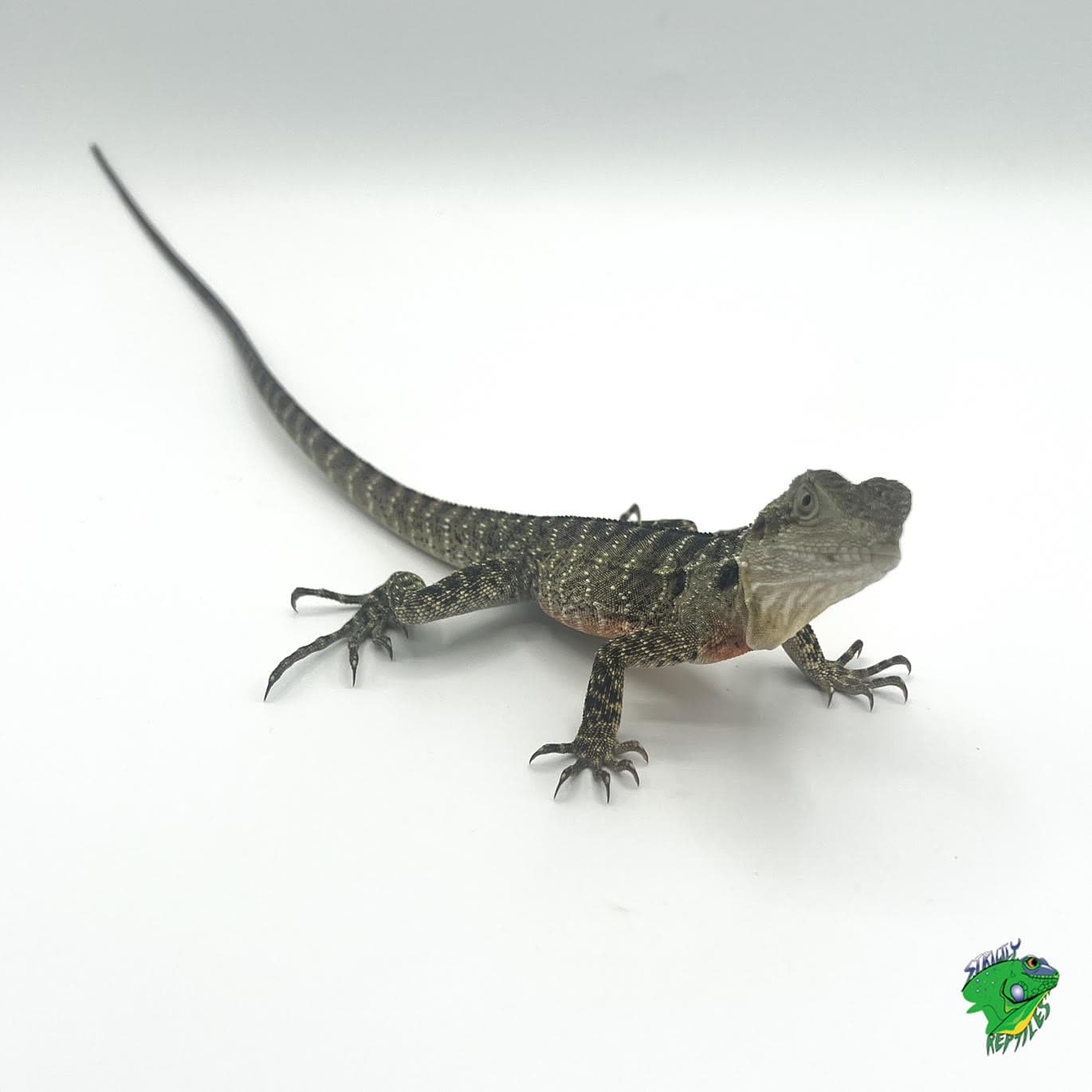 Australian Water Dragon – cb juvenile to subadult NIP TAIL - thumbnail 2