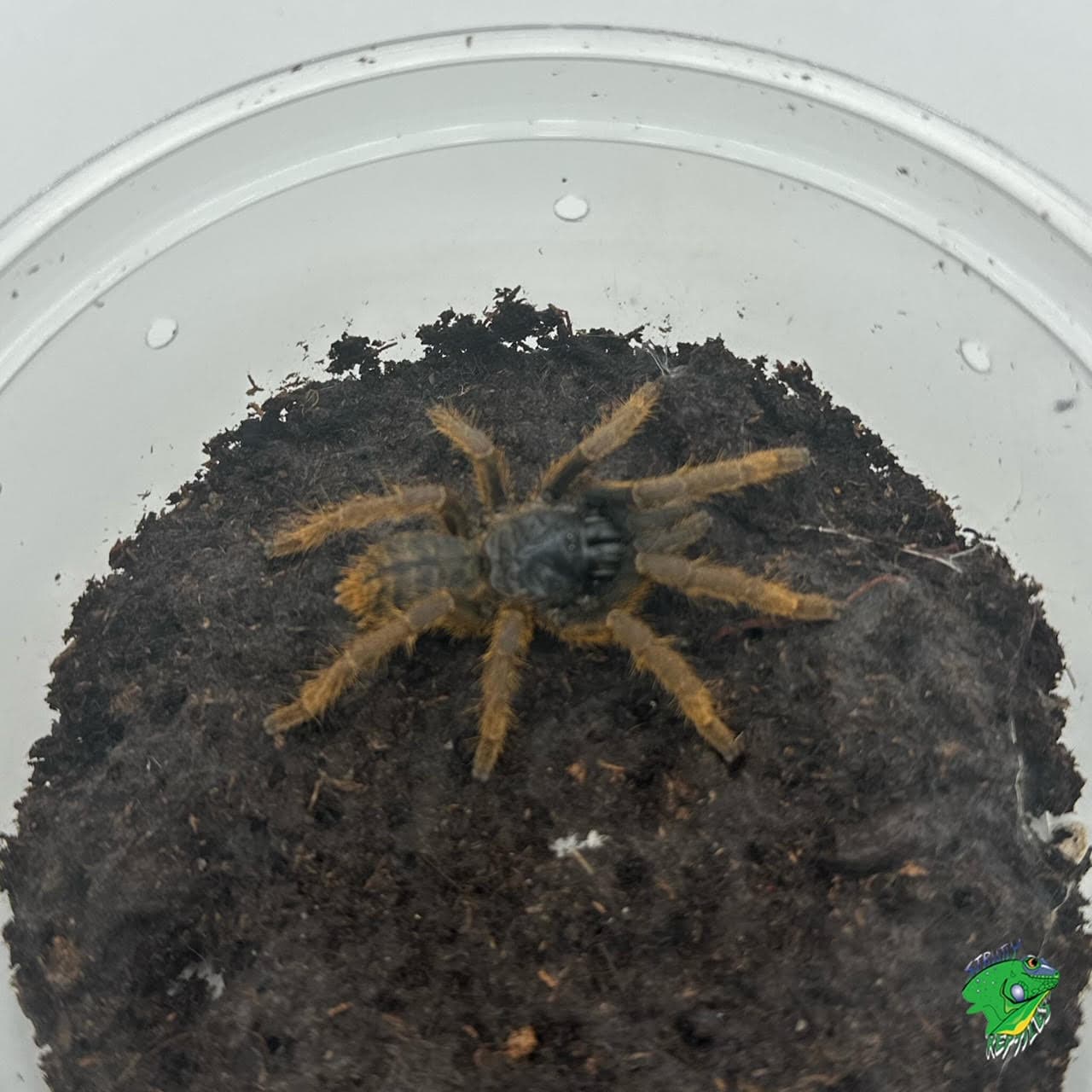 Vietnam Silver Tarantula – 2 to 3 inch FEMALE
