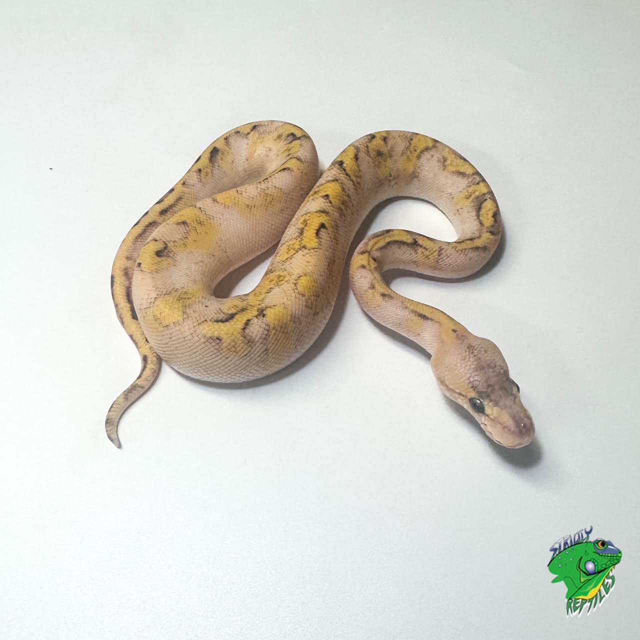Pastel Enchi Champagne Ball Python – big baby female