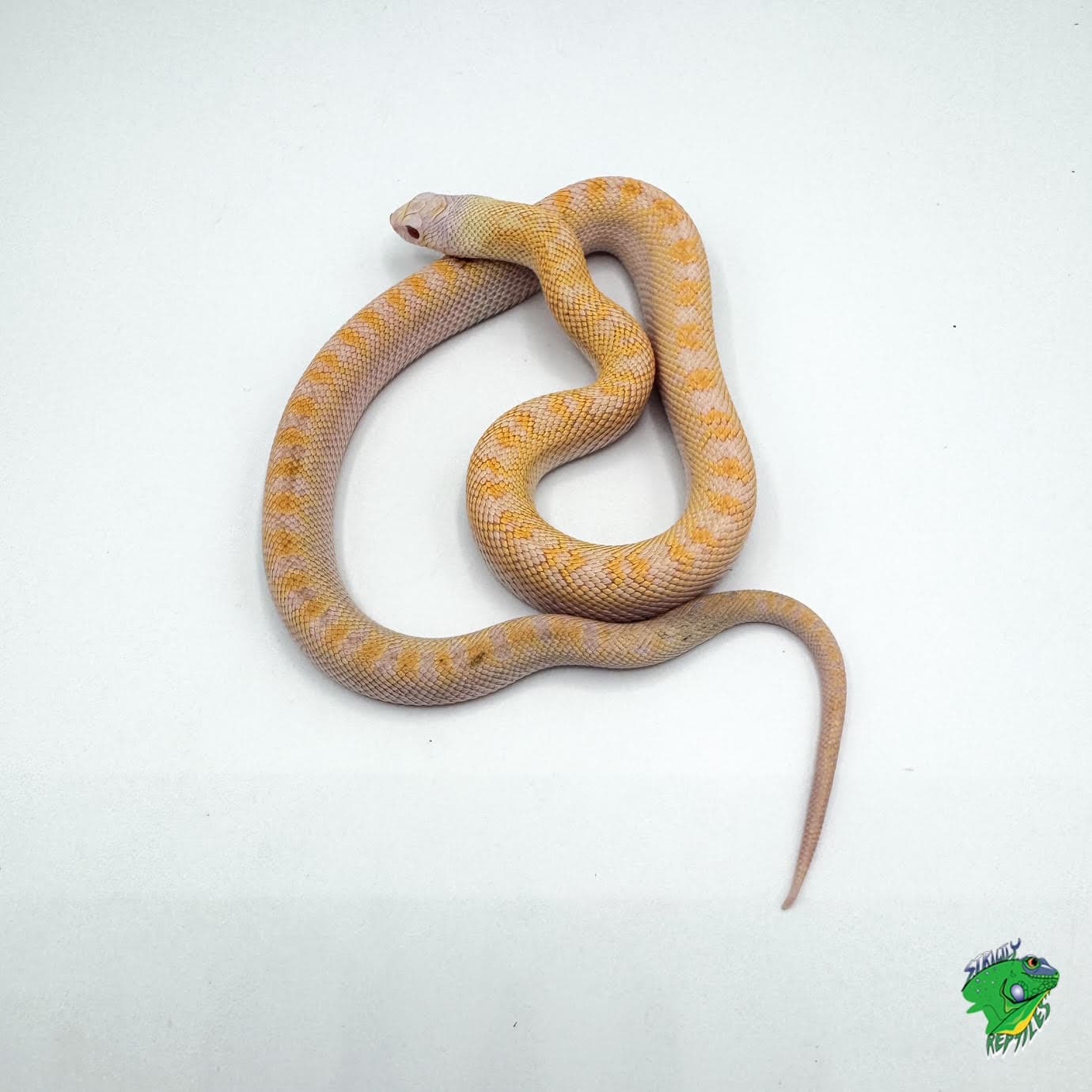 Hypo Albino White Sided Zipper Bull Snake – cb baby