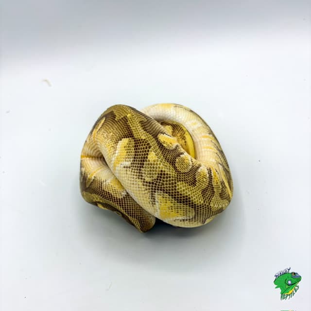 HGW Pastave Enchi Ball Python – juvenile female