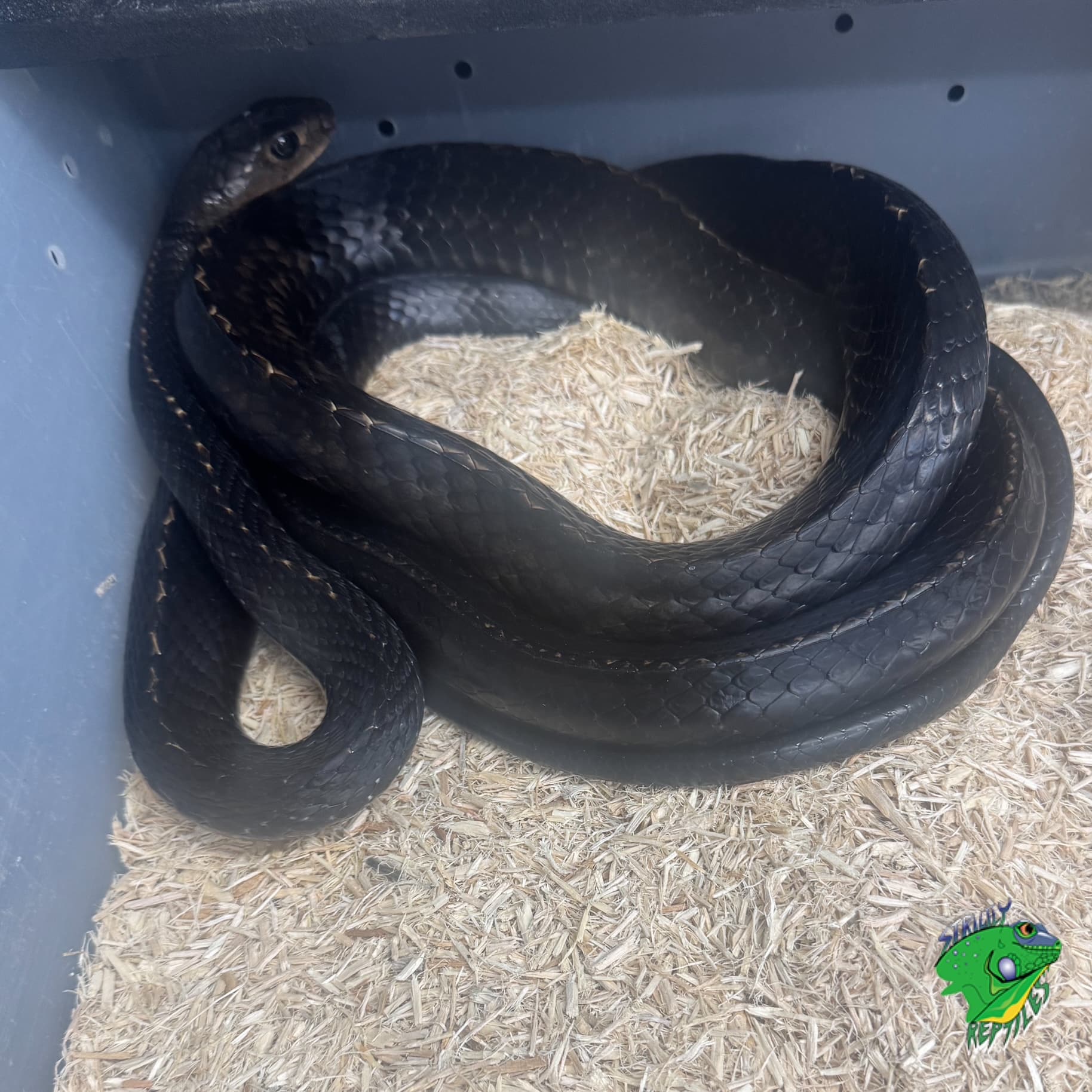 Giant Keeled Rat Snake – adult