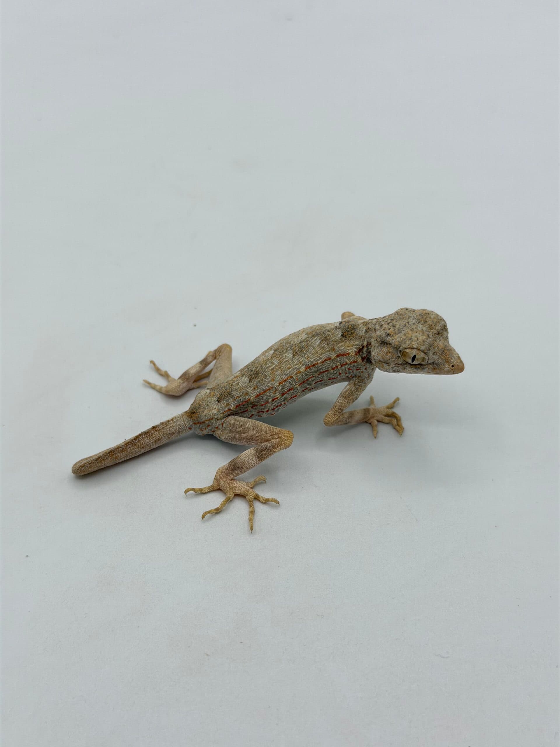 Scorpion Tailed Gecko – unsexed baby stub tail