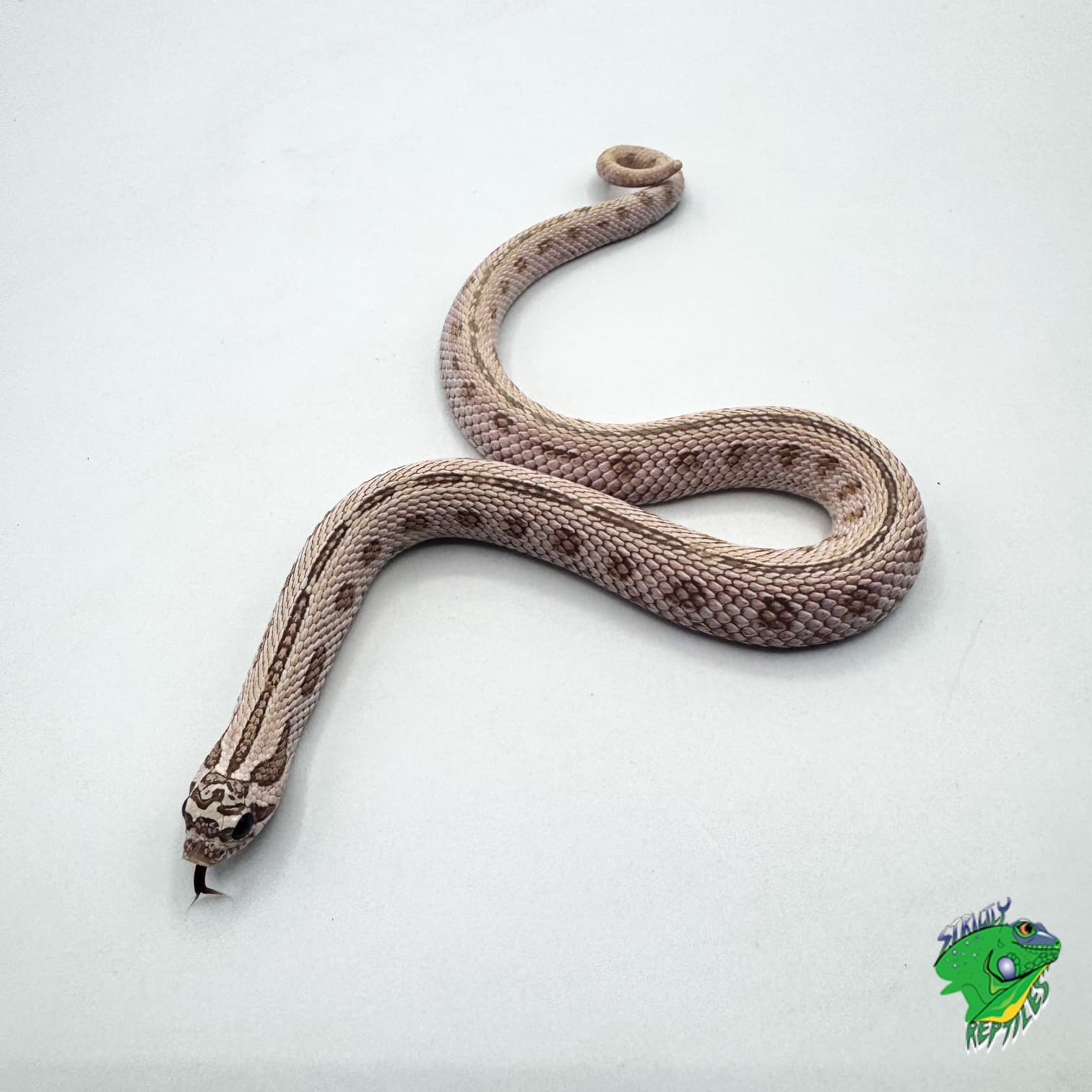Super Arctic Toffeeconda Western Hognose – cb baby to big baby