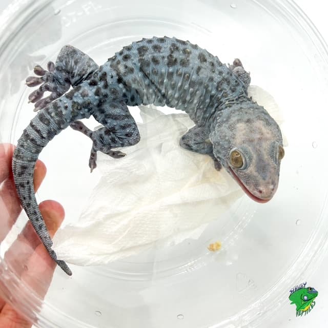 Blue Granite Pied Tokay Gecko
