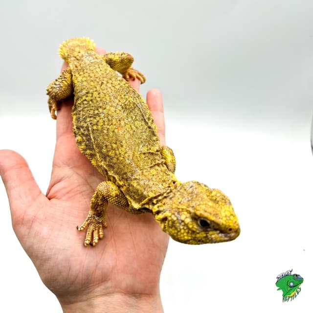 Yellow Niger Uromastyx – HYPO MALE