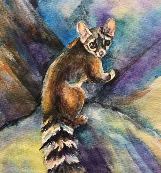 Puzzle – Ringtail Cat 54 piece puzzle