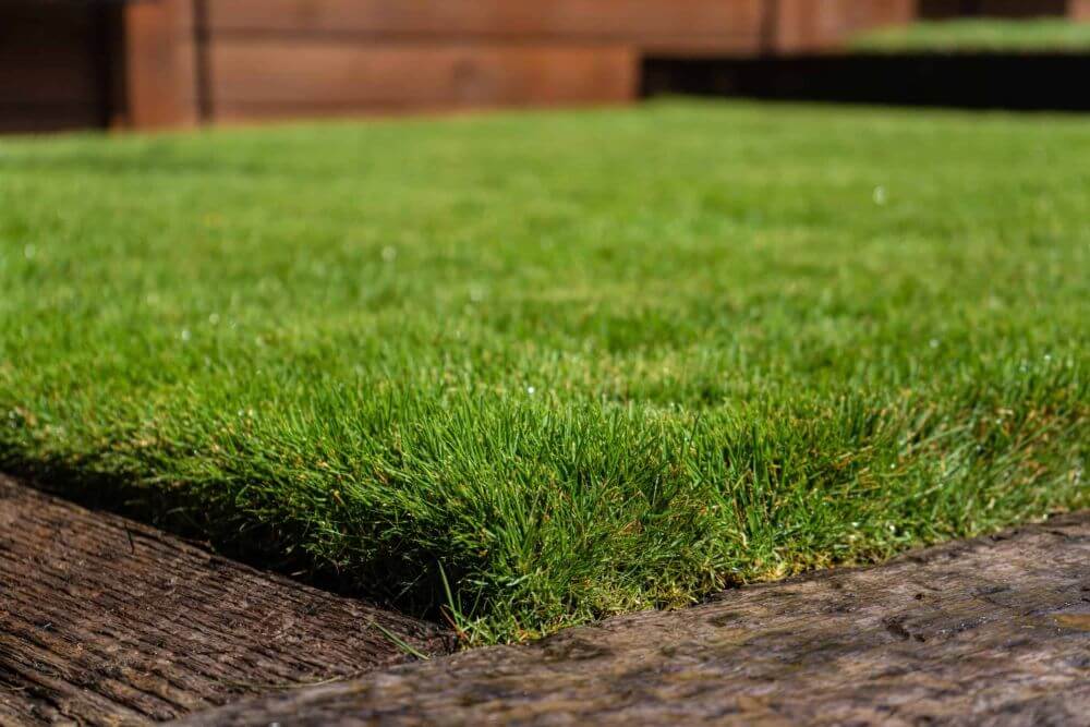 Zeon Zoysia