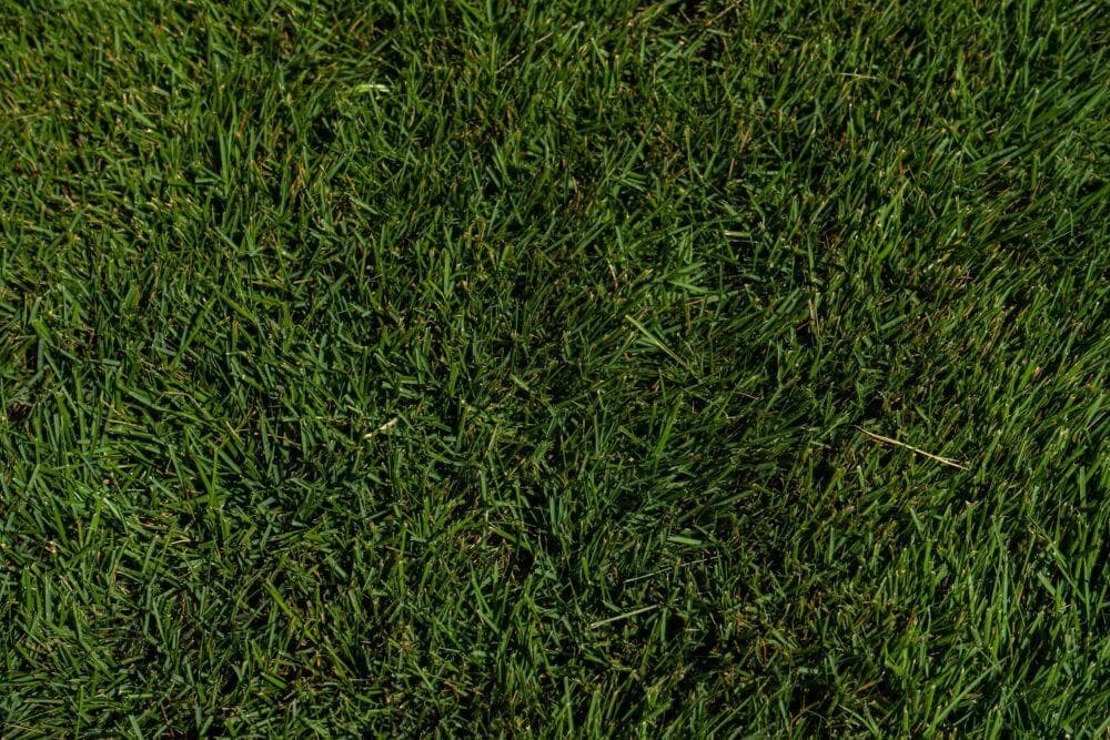 Zeon Zoysia - thumbnail 4