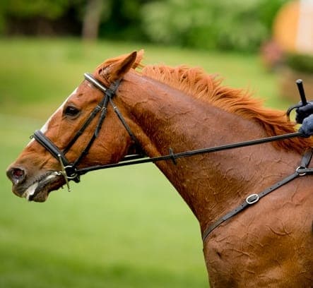 ThinLine English Reins - thumbnail 3