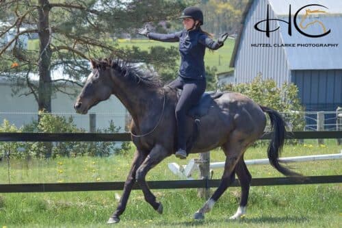 ThinLine Bareback Saddle Pad - thumbnail 2