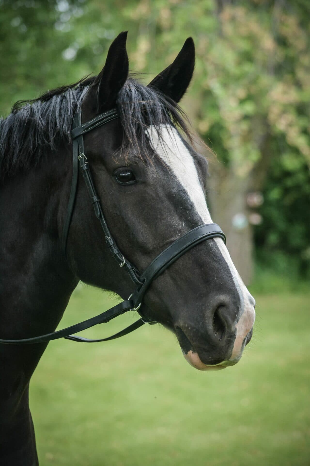EZ Harmony Bitless Noseband Bridle Converter