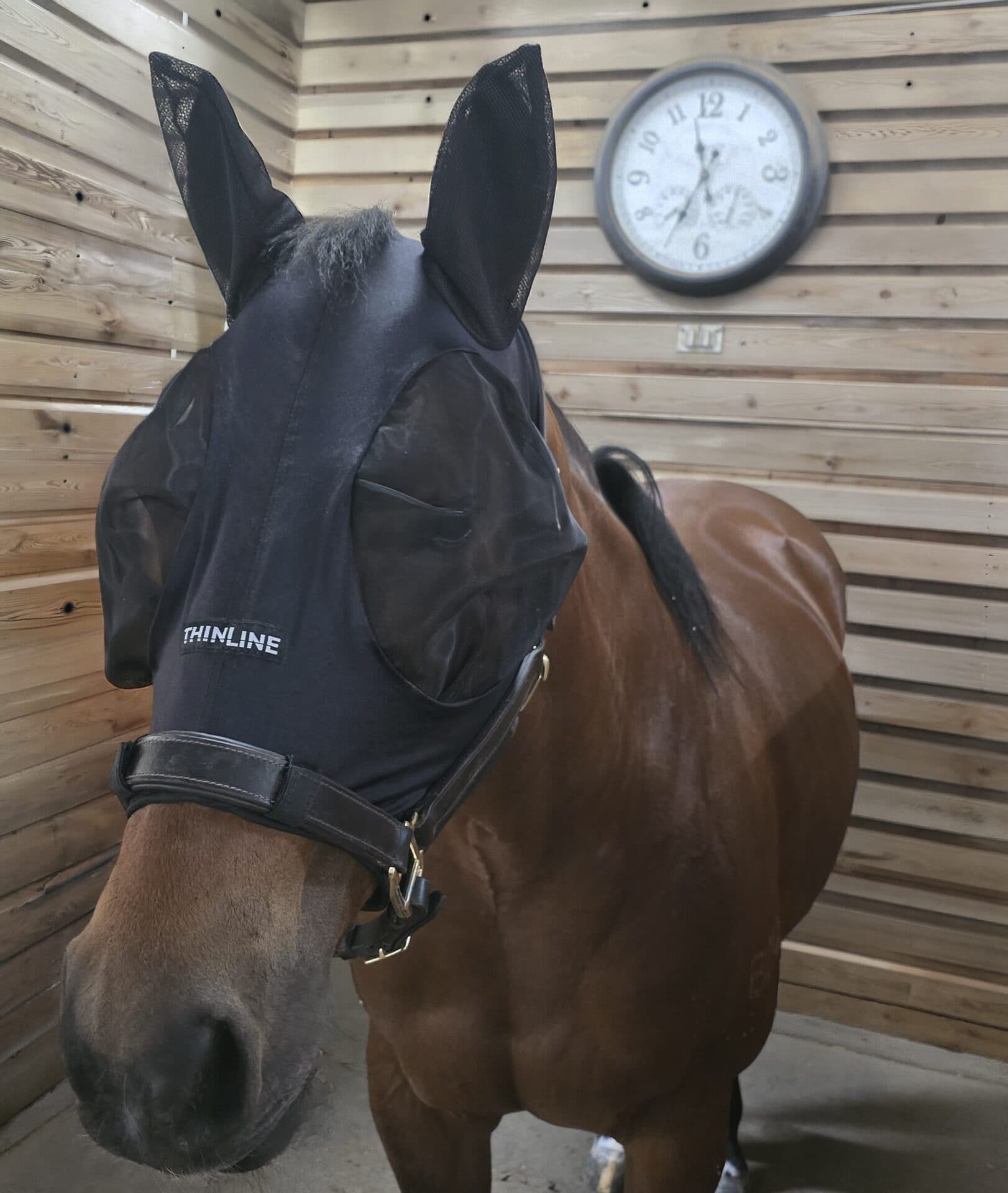 SoftFit Fly Mask for Muzzles - thumbnail 4