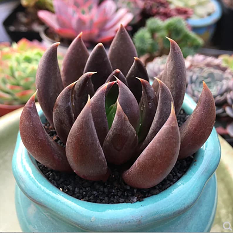 Echeveria Black Knight