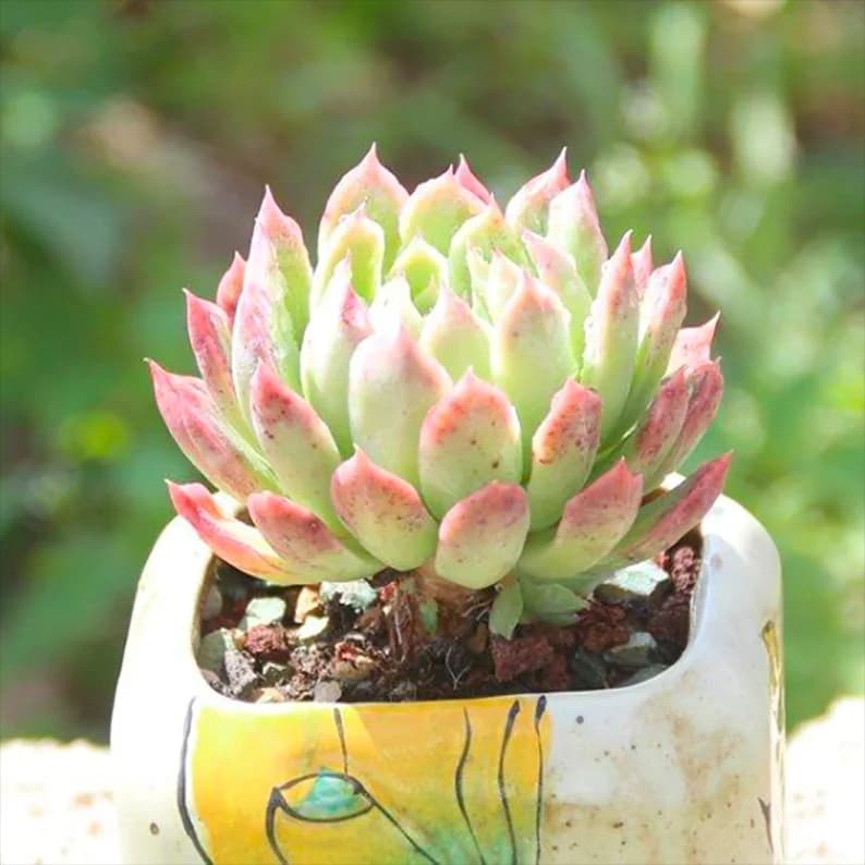 Echeveria Bradburyana