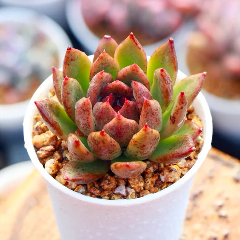 Echeveria Black Rose