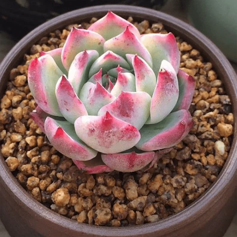 Echeveria cv Momotarou